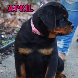 Rottweiler Puppies from Mountain High Kennels
