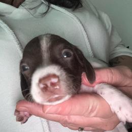 Girl Ms Pearl - Piebald female Dachshund puppy in Casselberry, Florida from Amore Mini Dachshund Breeders & More