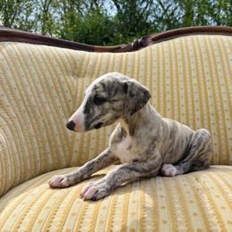 Antonio - White and fawn brindle male Whippet puppy in Kingston, Tennessee from Smithfield Park
