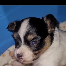 Girl 1 - White black and tan female Papillon puppy in Florida from Tammy's Papillon Playpen