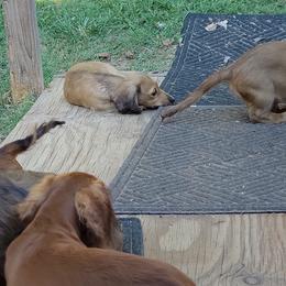 Dachshund Puppies from CLARK'S BREEDING PROGRAM