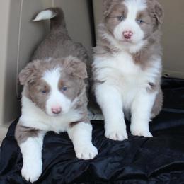 Border Collie Puppies from C Bar C Ranch Border Collies