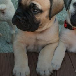 Bullmastiffs from BO-BECK Bullmastiffs