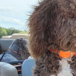 Goldendoodles from Cedotal Chocolate Doodles