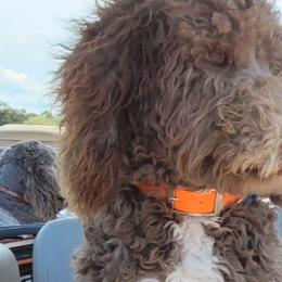Goldendoodles from Cedotal Chocolate Doodles