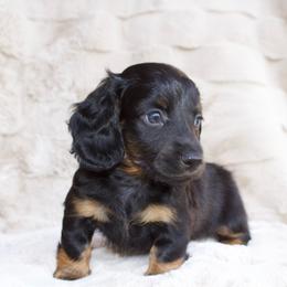 Bentley - Black and tan male Dachshund puppy in Mapleton, Utah from Utah County Dachshunds