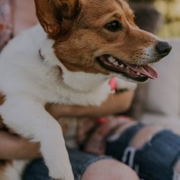Pembroke Welsh Corgis from Kates Corgis