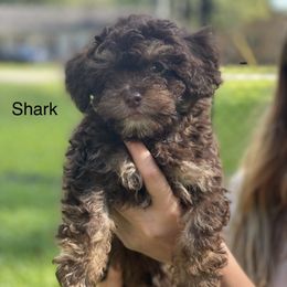 Boy 3 - Shihpoo puppy in Sumter, South Carolina from Big mama’s pups