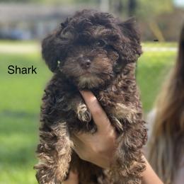 Boy 3 - Shihpoo puppy in Sumter, South Carolina from Big mama’s pups