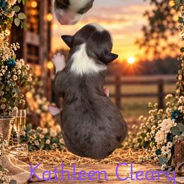 Kathleen - Blue merle female Miniature Australian Shepherd puppy in Oronogo, Missouri from Dutton's Show Me Farms
