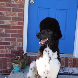 Poodle All Grown Up from High Desert Standard Poodles