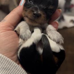 Twinkle - Piebald female Dachshund puppy in Payette, Idaho from NT Mini Doxies