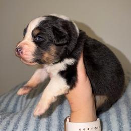 Burrito - Black tri-color male Australian Shepherd puppy in Anniston, Alabama from All Hale Aussies