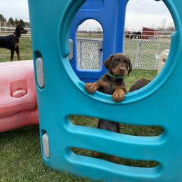 Doberman Pinscher Puppies from Jensen Dobermans