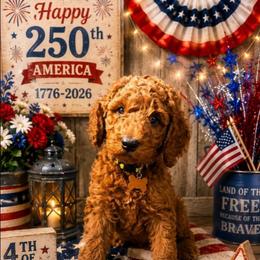 Princess Anna Red Rosa - Red  female Poodle puppy in Woodbridge, Virginia from Rosa Red Standard Poodles
