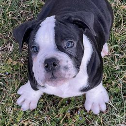 Alapaha Blue Blood Bulldogs from Old Dominion Kennels
