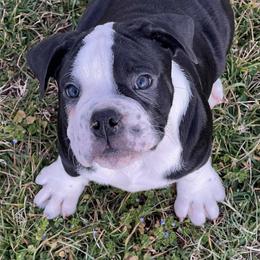 Alapaha Blue Blood Bulldogs from Old Dominion Kennels