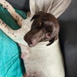 Elli - German Shorthaired Pointer