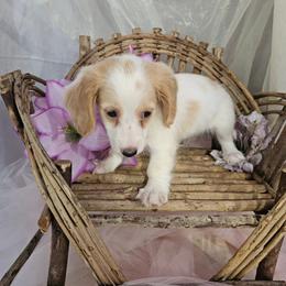 Daisy Mae - Cream female Dachshund puppy in Arthur, Illinois from Dachs and Poms