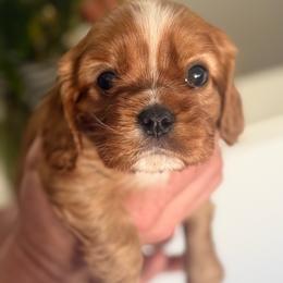 Leo - Ruby male Cavalier King Charles Spaniel puppy in Smithfield, Utah from Bella Notte Cavaliers