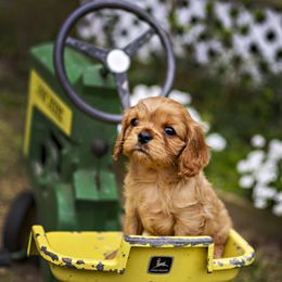 Cavalier King Charles Spaniel Puppies from Carolina Cavaliers