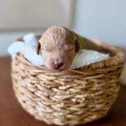 Melody green collar - Apricot female Goldendoodle puppy in Queen Creek, Arizona from Sunny Doodles