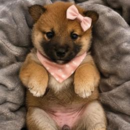 Kazue - Red female Shiba Inu puppy in Stanley, North Carolina from Yoru's Dojo Legacy