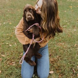 Field Spaniel Puppies from Arietta Field Spaniels