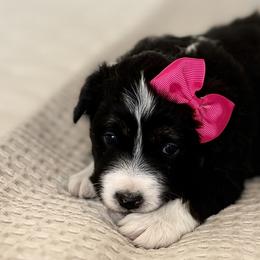 Hazel - Black tri female Miniature Australian Shepherd puppy in Chelsea, Oklahoma from Elite Puppies of Oklahoma
