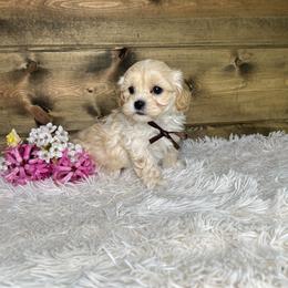 Conner - Cream male Maltipoo puppy in Middlebury, Indiana from Pine Grove Canines