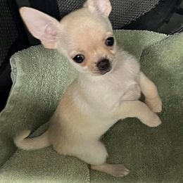 Nina - Cream female Chihuahua puppy in Bucks County, Pennsylvania from Sweet Bean Chihuahuas