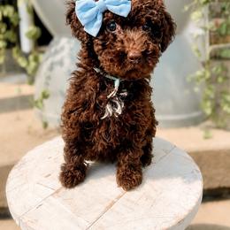 Islander - Chocolate female Goldendoodle puppy in Middletown, Ohio from Lady Doodle Farm