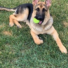 German Shepherd Puppies from Spruce Valley German Shepherds