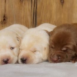Labrador Retrievers from Fieldside Pups