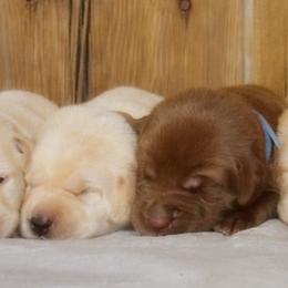 Labrador Retrievers from Fieldside Pups