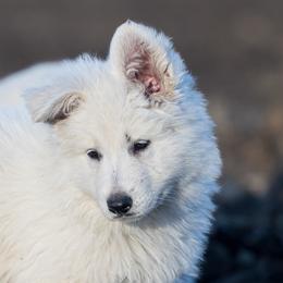 Berger Blanc Suisse and German Shepherd Puppies from Fireside Fernweh