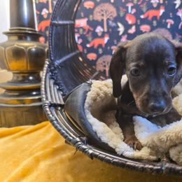 C - Wild boar male Dachshund puppy in Willard, Utah from Simply Sharing Love
