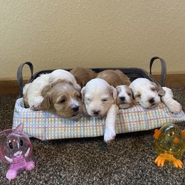 Cockapoo Puppies from Country J Canines