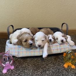 Cockapoo Puppies from Country J Canines