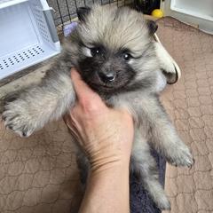 Oak - Gray silver and black Keeshond puppy in Rogers, Minnesota from Legacy Keeshonds