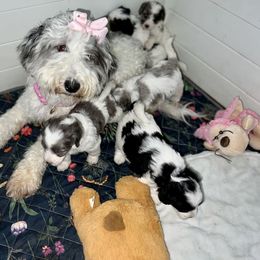 Bernedoodle and Goldendoodle Puppies from The Beach Doodles