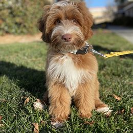 Australian Labradoodle and Labradoodle Puppies from Doodles_Ko