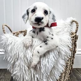 Red - White and black male Dalmatian puppy in Gray, Georgia from Fuller Spots