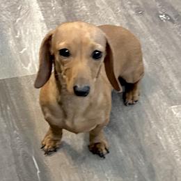 Honey - Dachshund