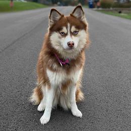 Aurora - Pomsky
