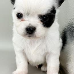 Spot - Black and white male Chihuahua puppy in Westport, New York from Chantilly chihuahuas