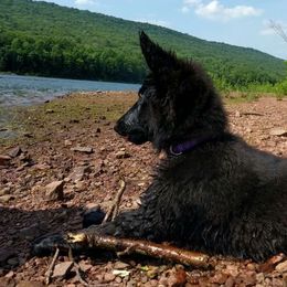 German Shepherds from Regalimage