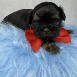 King louis - Black and tan male Shih Tzu puppy in Columbia, Kentucky from Lisa Bandy Luxe Shih Tzu