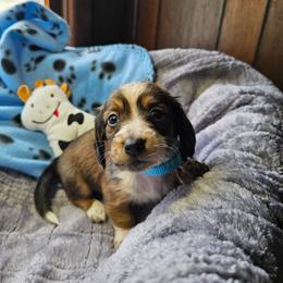 Lt Blue - Piebald female Dachshund puppy in Colony, Kansas from Randal'sDachshunds