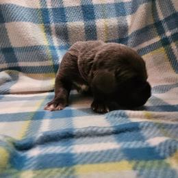 Elijah - Gray male Cane Corso puppy in Roachdale, Indiana from Cast Iron Kennels